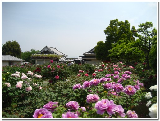 ぼたん　歌舞伎公園