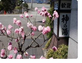 ２０１２年　桃の花