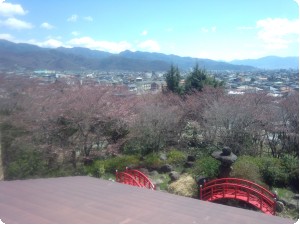 桜