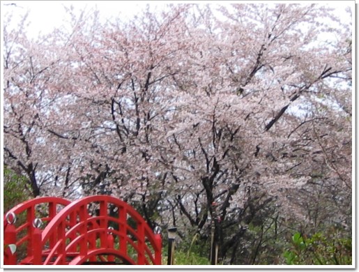 ホテル神の湯温泉　桜