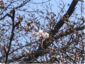 2012年　桜開花はじめ