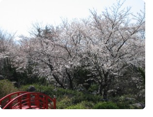 桜