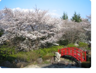 桜