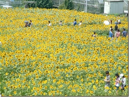 北杜市明野サンフラワーフェス2012