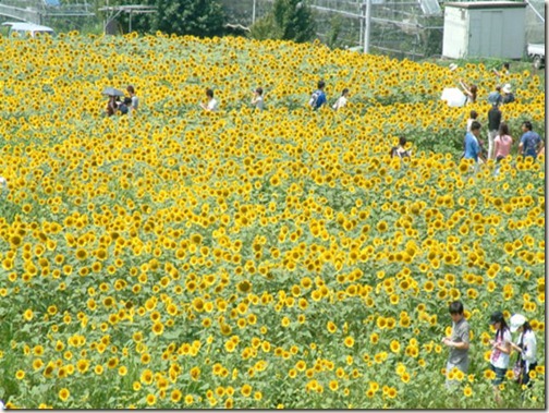 北杜市明野サンフラワーフェス2012