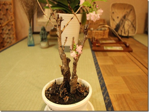 季節外れの 桜咲く 盆栽桜が昨日 花を咲かせました 神の湯温泉 スタッフブログ