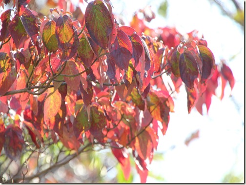 山梨の甲府昇仙峡エリアの紅葉