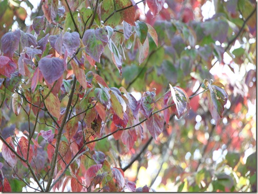 山梨の甲府昇仙峡エリアの紅葉