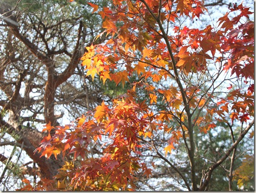 山梨の甲府昇仙峡エリアの紅葉