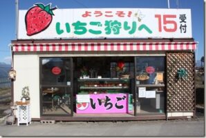 【果物狩り】いちご狩りの季節到来！今が旬！