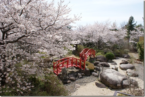 桜の庭園