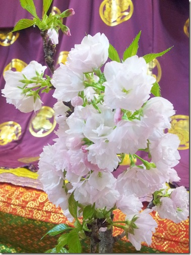 可愛い盆栽桜