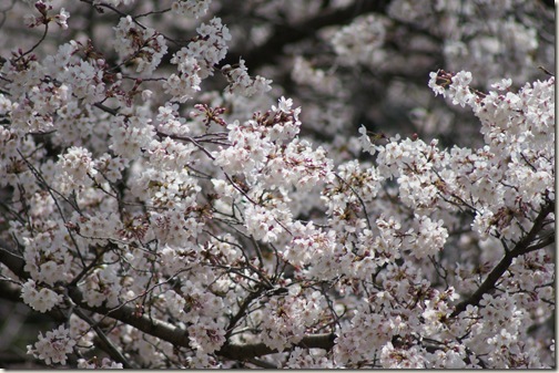 美しい桜