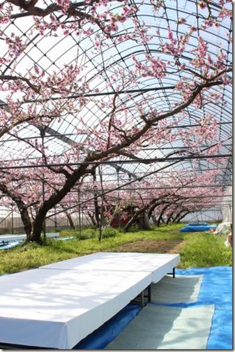 桃のお花見