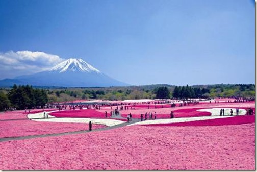 芝桜