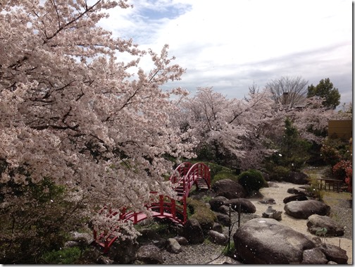 桜吹雪