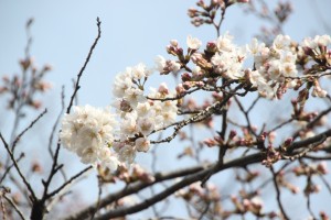 桜