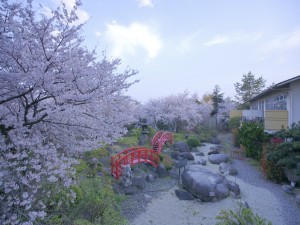 庭園桜