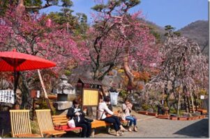 春を先取り！　富士山や南アルプスがみえる梅園
