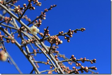 開花