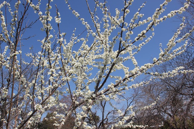 桜の開花状況！】神の湯温泉の春を彩る花々 - 神の湯温泉│スタッフブログ