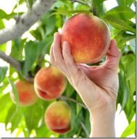 【山梨の夏の楽しみ♪日本一の桃の里で“甘～い桃狩り体験”】