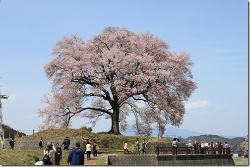 わに塚の桜