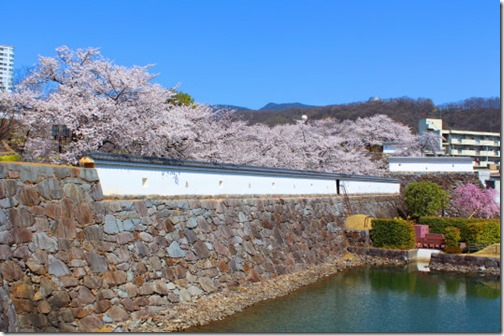 舞鶴城公園の桜