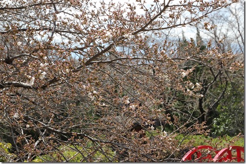 神の湯温泉桜