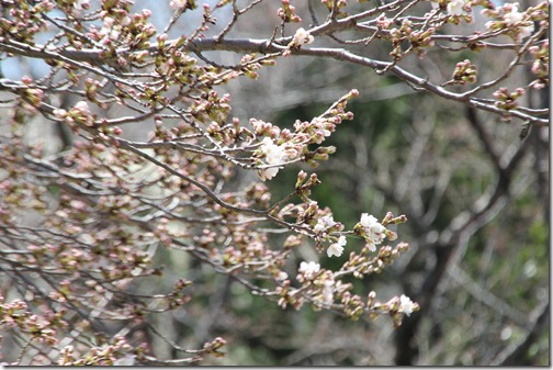 神の湯温泉桜