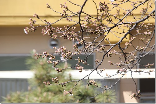 神の湯温泉桜