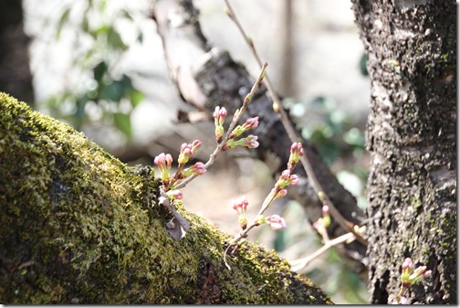 神の湯温泉桜