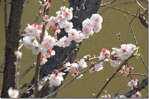 神の湯温泉梅