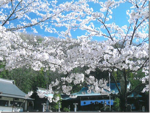 護国神社の桜