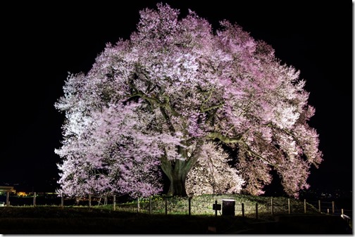 わに塚の桜ライトアップ