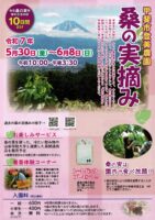 懐かしい　桑の実摘み体験