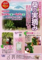 初夏の桑の実摘み体験